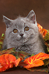 Britisch Kurzhaar Kätzchen / british shorthair kitten