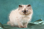 stehendes Perser Colourpoint Kätzchen / standing persian colourpoint kitten