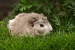Rosettenmeerschwein / guninea pig