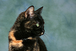 Hauskatze / domestic cat