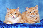 Sibirische Katzen / siberian cats