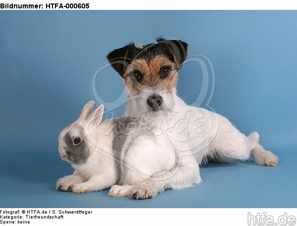 Parson Russell Terrier und Zwergkaninchen / prt and bunny / HTFA-000605