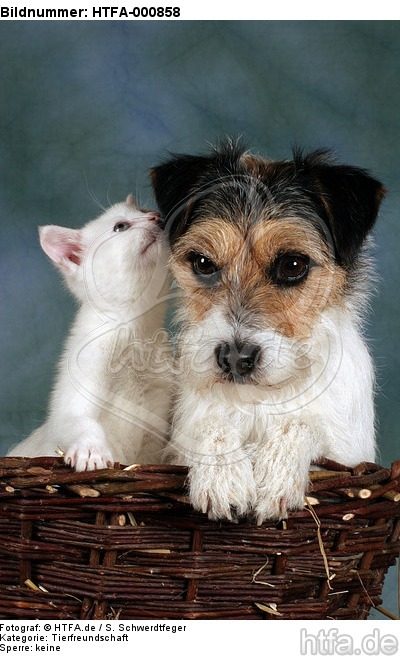 Parson Russell Terrier und Kätzchen / parson russell terrier and kitten / HTFA-000858