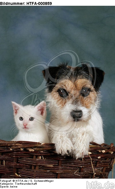 Parson Russell Terrier und Kätzchen / parson russell terrier and kitten / HTFA-000859