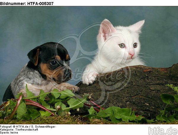 Jack Russell Terrier Welpe und Kätzchen / jack russell terrier puppy and kitten / HTFA-005307