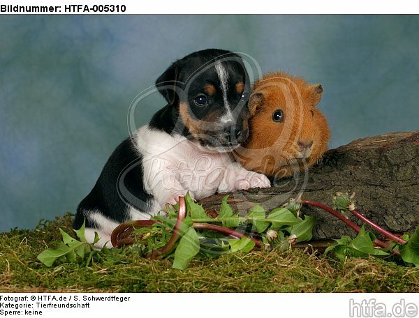 Jack Russell Terrier Welpe und Meerschwein / jack russell terrier puppy and guninea pig / HTFA-005310
