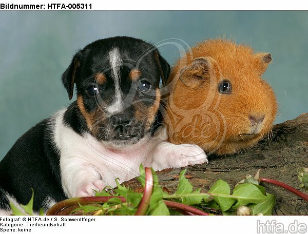 Jack Russell Terrier Welpe und Meerschwein / jack russell terrier puppy and guninea pig / HTFA-005311