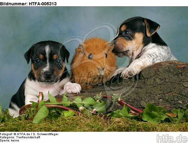 Jack Russell Terrier Welpen und Meerschwein / jack russell terrier puppies and guninea pig / HTFA-005313