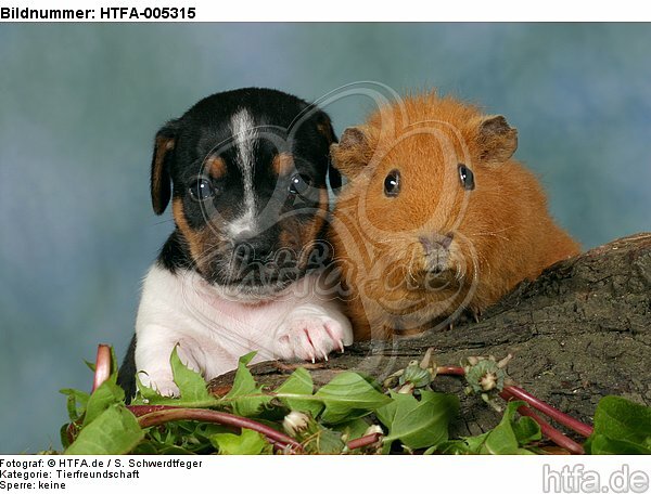 Jack Russell Terrier Welpe und Meerschwein / jack russell terrier puppy and guninea pig / HTFA-005315