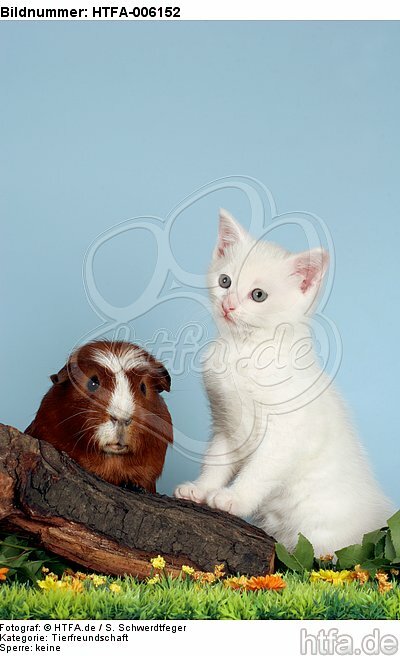Kätzchen und Meerschwein / kitten and guninea pig / HTFA-006152