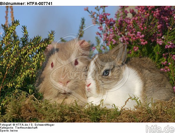Meerschwein und Zwergkaninchen / guninea pig and dwarf rabbit / HTFA-007741