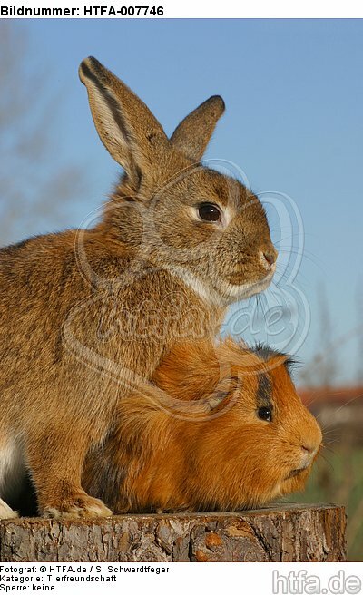 Meerschwein und Kaninchen / guninea pig and rabbit / HTFA-007746