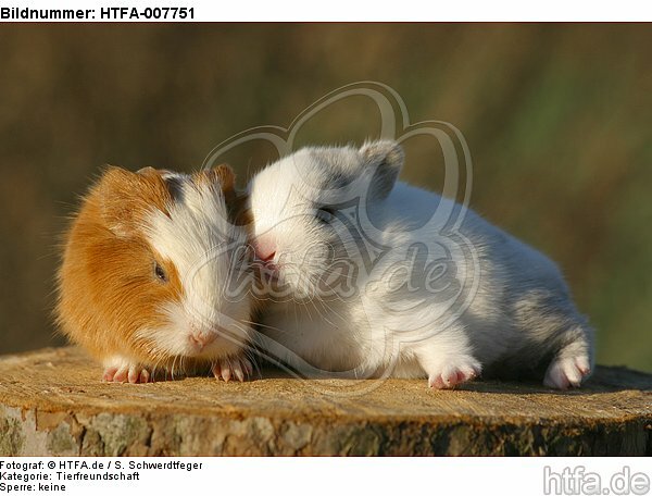 Meerschwein und Zwergkaninchen / guninea pig and dwarf rabbit / HTFA-007751