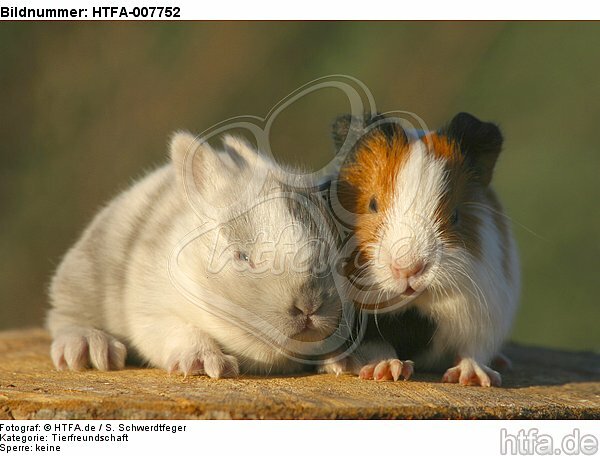Meerschwein und Zwergkaninchen / guninea pig and dwarf rabbit / HTFA-007752