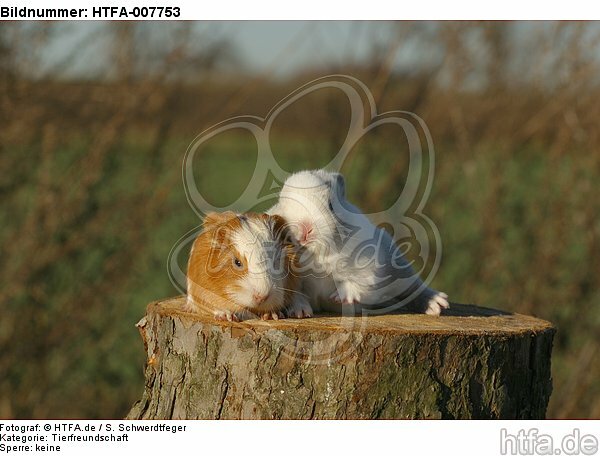 Meerschwein und Zwergkaninchen / guninea pig and dwarf rabbit / HTFA-007753
