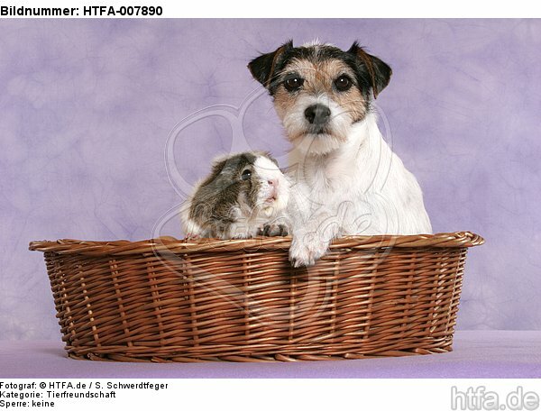Parson Russell Terrier und Meerschwein / dog and guninea pig / HTFA-007890