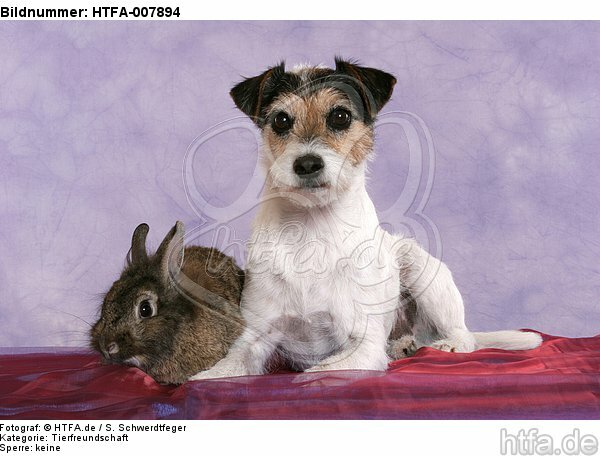 Parson Russell Terrier und Zwergkaninchen / dog and dwarf rabbit / HTFA-007894