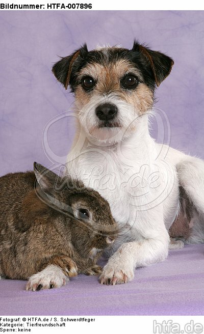 Parson Russell Terrier und Zwergkaninchen / dog and dwarf rabbit / HTFA-007896