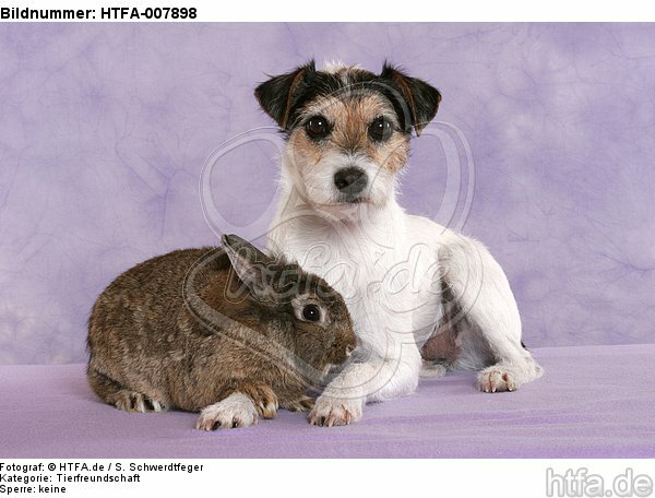 Parson Russell Terrier und Zwergkaninchen / dog and dwarf rabbit / HTFA-007898