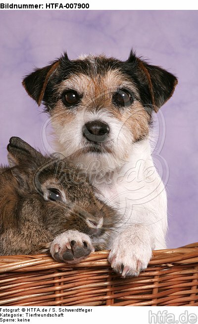 Parson Russell Terrier und Zwergkaninchen / dog and dwarf rabbit / HTFA-007900