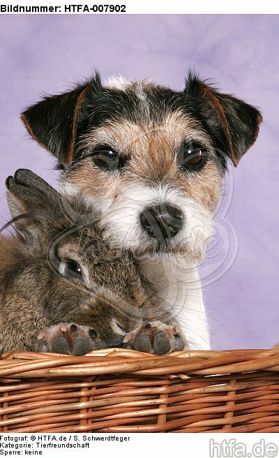 Parson Russell Terrier und Zwergkaninchen / dog and dwarf rabbit / HTFA-007902