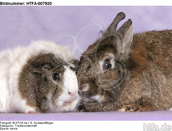 Meerschwein und Zwergkaninchen / guninea pig and dwarf rabbit / HTFA-007920