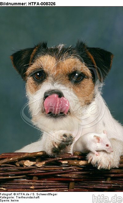 Parson Russell Terrier und Maus / dog and mouse / HTFA-008326