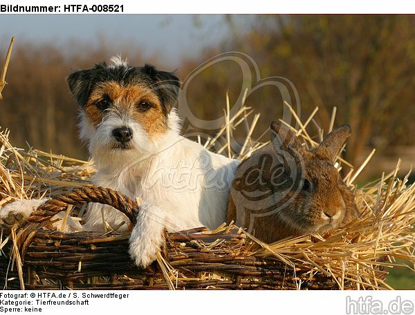 Parson Russell Terrier und Widderkaninchen / prt and bunny / HTFA-008521