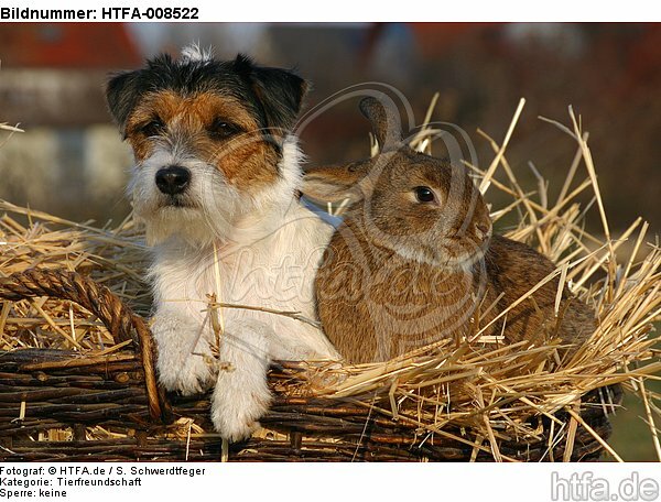 Parson Russell Terrier und Widderkaninchen / prt and bunny / HTFA-008522