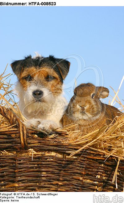 Parson Russell Terrier und Widderkaninchen / prt and bunny / HTFA-008523