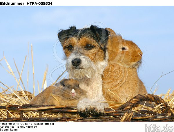 Parson Russell Terrier und Zwergkaninchen / prt and dwarf rabbits / HTFA-008534