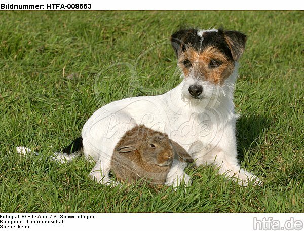 Parson Russell Terrier und Widderkaninchen / prt and lop-eared bunny / HTFA-008553