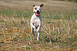 rennender American Staffordshire Terrier / running american staffordshire terrier