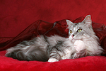 liegende Maine Coon / lying Maine Coon