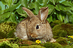 junges Zwergkaninchen / young dwarf rabbit
