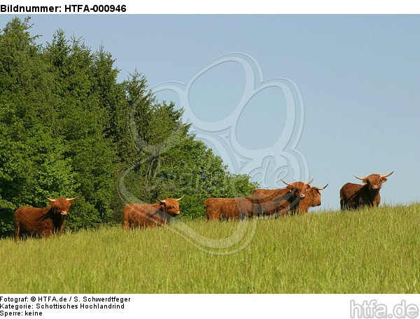 Schottische Hochlandrinder / highland cattles / HTFA-000946