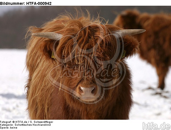 Schottisches Hochlandrind im Winter / highland cattle in winter / HTFA-000942