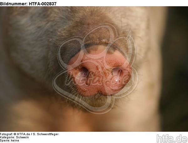 Ferkel Schnauze / piglet nose / HTFA-002837