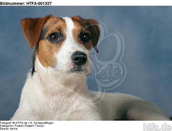 Parson Russell Terrier / HTFA-001337