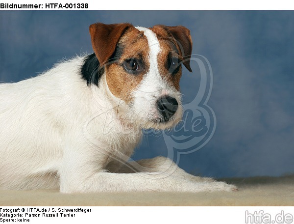 Parson Russell Terrier / HTFA-001338