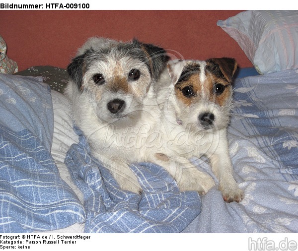 Parson Russell Terrier im Bett / PRT in bed / HTFA-009100