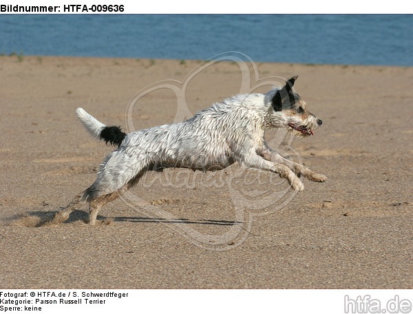 rennender Parson Russell Terrier / running PRT / HTFA-009636
