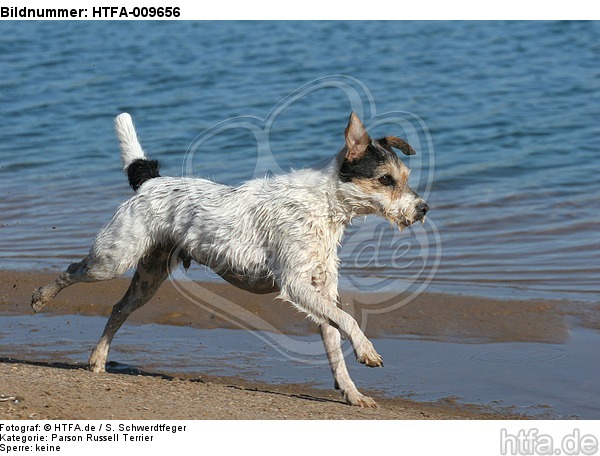 rennender Parson Russell Terrier / running PRT / HTFA-009656