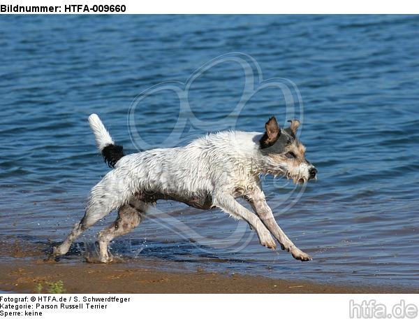 rennender Parson Russell Terrier / running PRT / HTFA-009660