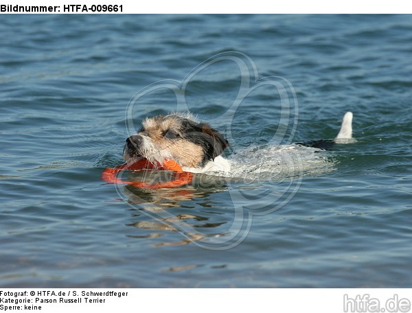 schwimmender Parson Russell Terrier / swimming PRT / HTFA-009661