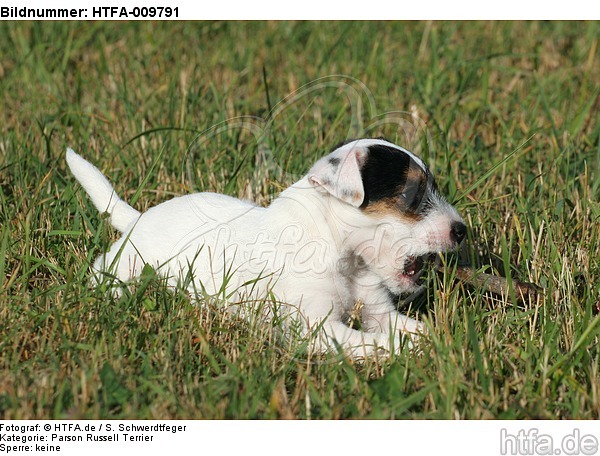 Parson Russell Terrier Welpe knabbert Stöckchen / PRT puppy / HTFA-009791