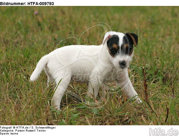 Parson Russell Terrier Welpe knabbert Stöckchen / PRT puppy / HTFA-009793