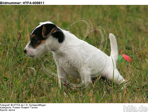 urinierender Parson Russell Terrier Welpe / urinating PRT puppy / HTFA-009811