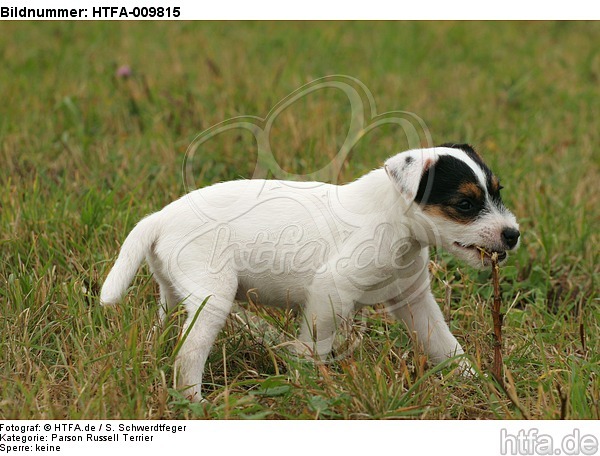 Parson Russell Terrier Welpe knabbert Stöckchen / PRT puppy / HTFA-009815