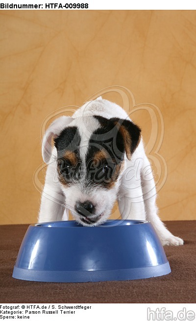 fressender Parson Russell Terrier Welpe / eating PRT puppy / HTFA-009988